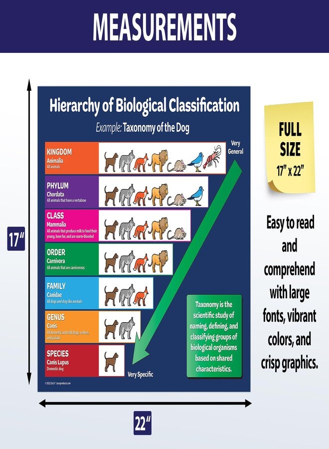 ZOCO – Taxonomy of the Dog Poster – Biological Classification Chart – Science Classroom Decor & Teacher Supplies – Laminated 17x22 – For Elementary, Middle & High School - Image 4